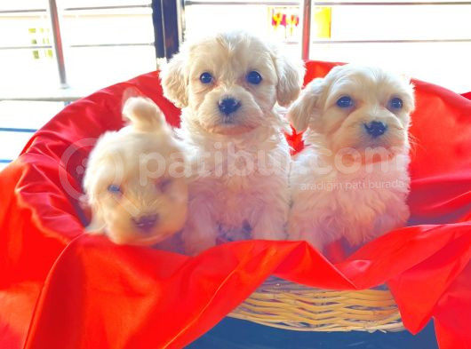 Ev Doğumu Maltese Bebegimiz görsel