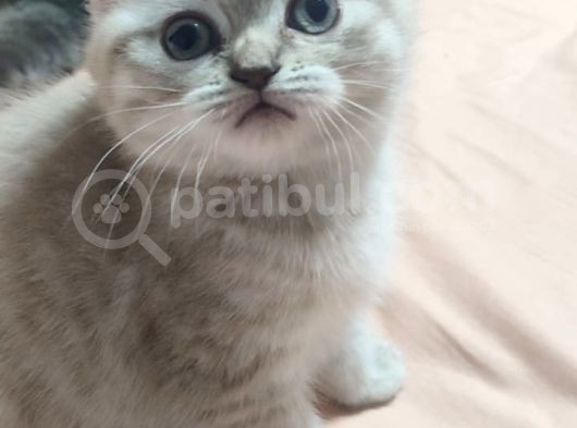 Boncuk Gözlü Yavrum Tesli̇me Hazir görsel