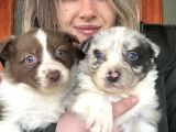 Border Collie Yavrular