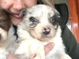 Border Collie Yavrular