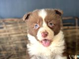 Border Collie Yavrular