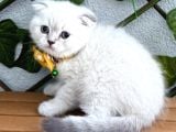 Mavi̇şi̇m Erkek Scotti̇sh Fold Bebe
