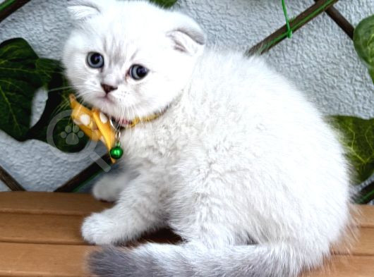 Mavi̇şi̇m Erkek Scotti̇sh Fold Bebe görsel
