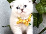 MAVİŞİM ERKEK SCOTTİSH FOLD BEBE