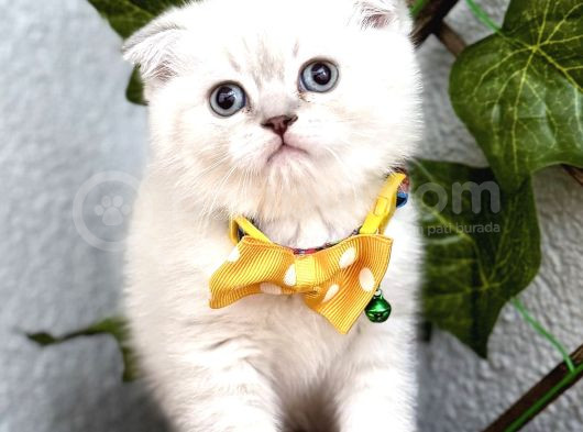 Mavi̇şi̇m Erkek Scotti̇sh Fold Bebe