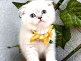 Mavi̇şi̇m Erkek Scotti̇sh Fold Bebe