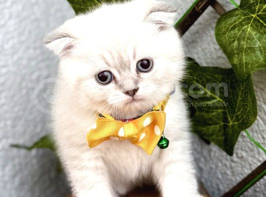 Mavi̇şi̇m Erkek Scotti̇sh Fold Bebe görsel