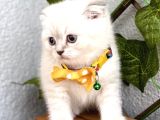 Mavi̇şi̇m Erkek Scotti̇sh Fold Bebe