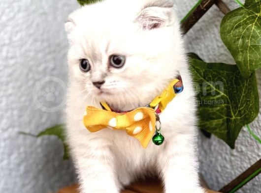 Mavi̇şi̇m Erkek Scotti̇sh Fold Bebe görsel