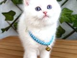 Karbeyazi  Di̇şi̇ Ve Erkek Bri̇ti̇sh Shorthai̇r