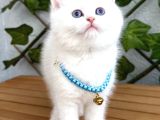 Karbeyazi  Di̇şi̇ Ve Erkek Bri̇ti̇sh Shorthai̇r