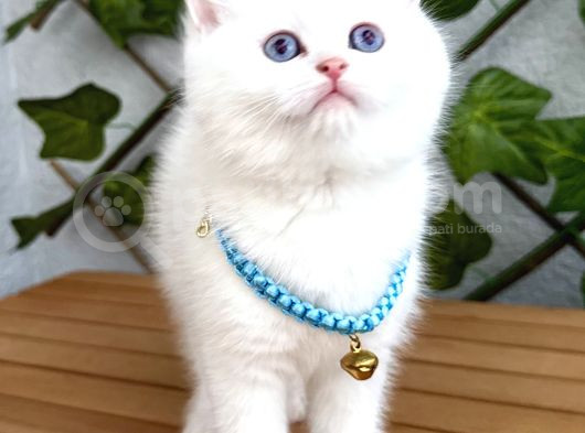 Karbeyazi  Di̇şi̇ Ve Erkek Bri̇ti̇sh Shorthai̇r görsel