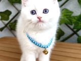 Karbeyazi  Di̇şi̇ Ve Erkek Bri̇ti̇sh Shorthai̇r