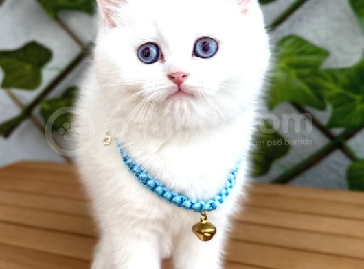 Karbeyazi  Di̇şi̇ Ve Erkek Bri̇ti̇sh Shorthai̇r görsel