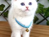 KARBEYAZI  DİŞİ VE ERKEK BRİTİSH SHORTHAİR