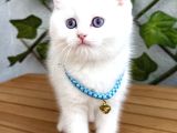 Karbeyazi  Di̇şi̇ Ve Erkek Bri̇ti̇sh Shorthai̇r