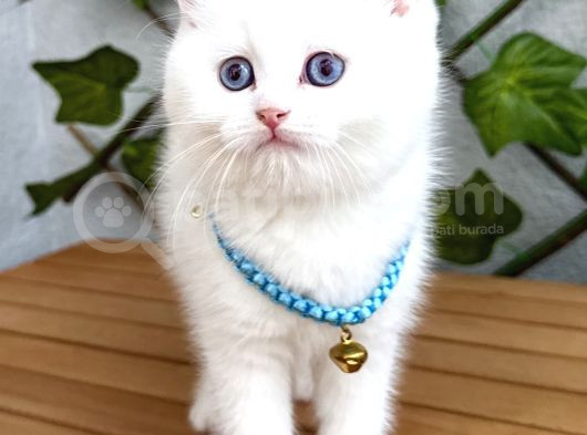 Karbeyazi  Di̇şi̇ Ve Erkek Bri̇ti̇sh Shorthai̇r görsel