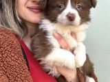 Border Collie Yavrular