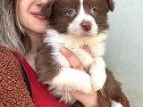 Border Collie Yavrular