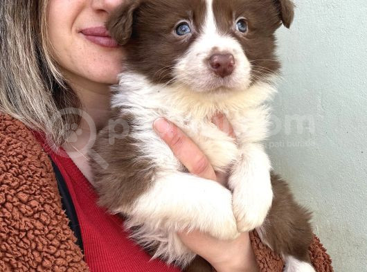 Border Collie Yavrular görsel