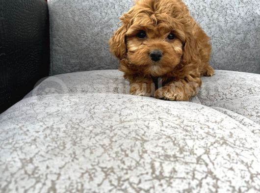 Maltipoo Yavrular görsel