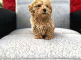 Maltipoo Yavrular