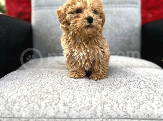 Maltipoo Yavrular görsel