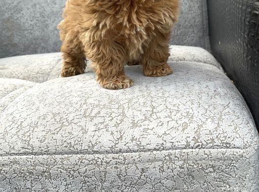 Maltipoo Yavrular görsel