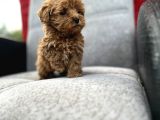 Maltipoo yavrular