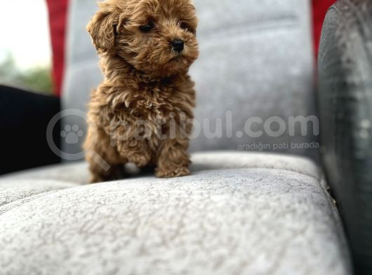 Maltipoo Yavrular