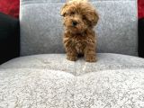 Maltipoo Yavrular