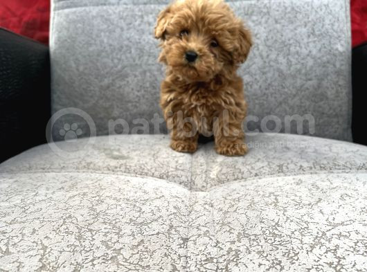 Maltipoo Yavrular görsel