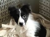 Border Collie Yavrular
