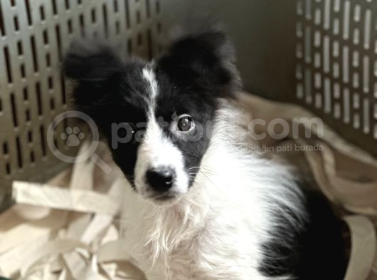 Border Collie Yavrular görsel
