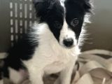 Border collie yavrular