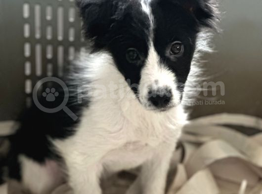 Border Collie Yavrular