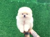 Sevi̇mli̇ Yavrular Pomerri̇an Boo Ayi Suratli Yavrular