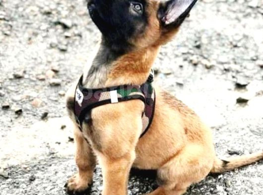 Safkan Malinois Yavruları
