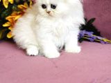 Secereli Scottish Fold Silver