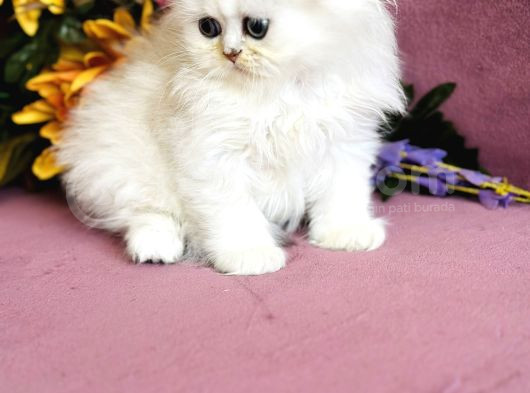 Secereli Scottish Fold Silver görsel