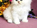 Secereli Scottish Fold Silver