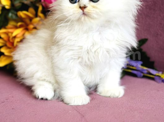 Secereli Scottish Fold Silver görsel