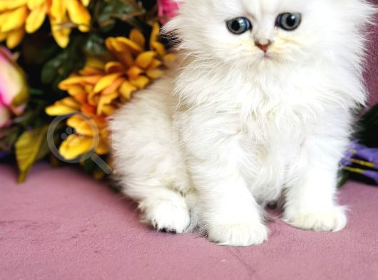 Secereli Scottish Fold Silver görsel