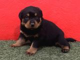 A Kalite Rottweiler Yavrular