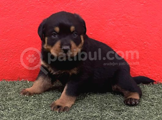 A Kalite Rottweiler Yavrular