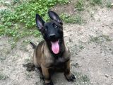 A Kalite Belçika Malinois Yavrular