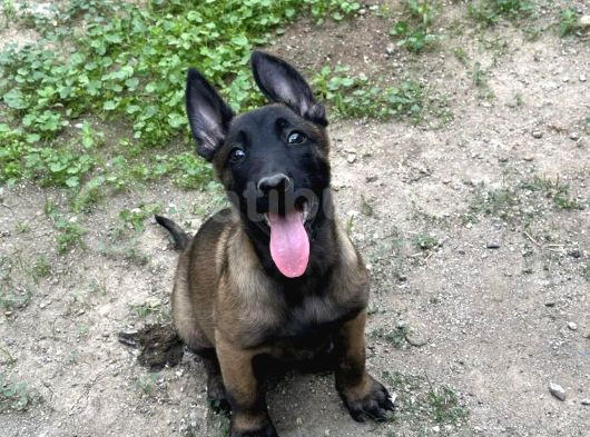 A Kalite Belçika Malinois Yavrular