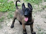 A Kalite Belçika Malinois Yavrular