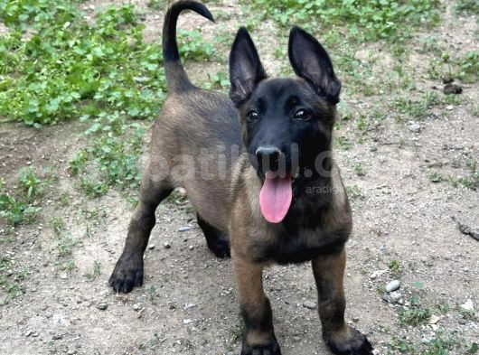 A Kalite Belçika Malinois Yavrular görsel