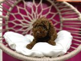 A KALİTE POODLE YAVRULARIMIZ